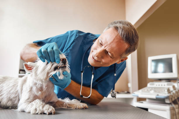 Professional Emergency Dentist in NV